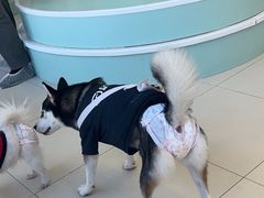 -怪兽屋·羊驼·猫咖·狗咖(俊华广场店)