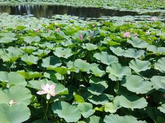 android_upload_pic-沈阳植物园