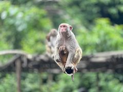 -西双版纳原始森林公园