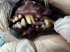 -宠福鑫康馨动物医院·骨科·眼科