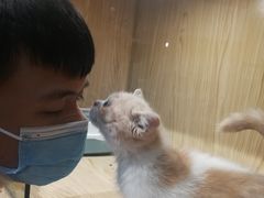 -屋虎猫馆(宝安大仟里店)