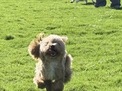 -趣玩宠物乐园寄养训犬训狗游泳池