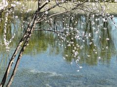 -桃花堤公园