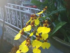 -东南花都花博园