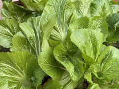 -小丫头餐厅·江浙菜·烧烤(灵隐店)