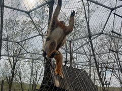 -哈尔滨北方森林动物园