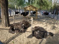 -长白岛森林公园