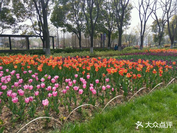 南京中山植物園-圖片-南京景點/周邊遊-大眾點評網