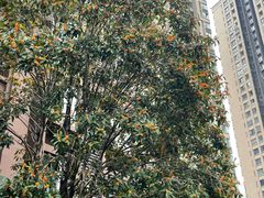 -去茶山(新光里店)