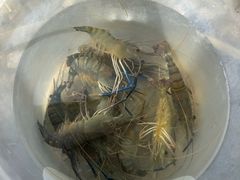 -DGE季风钓虾营地·团建·聚会