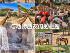 -青岛森林野生动物世界