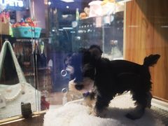 -FAELING PETS美天灵宠物(富力广场店)