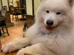 -more than meow吴止猫主题餐厅(承德 中船汇店)