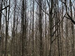 -桤木河湿地公园