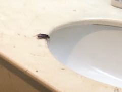 -三亚亚龙湾金棕榈度假酒店