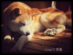 -久馆NineHouse