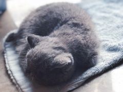 -袖虎·猫馆(体育西路店)