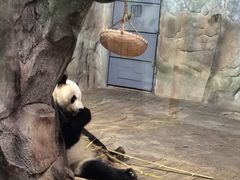 -深圳野生动物园