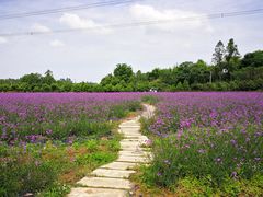 -紫颐香薰山谷景区