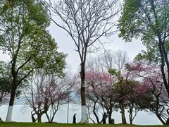 -橘子洲景区
