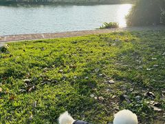 -飞来湖湿地公园