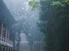 -武陵山森林公园
