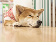 -是阿柴呀！柴犬咖啡·爱喵喵猫咖