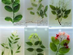 -广东中医药博物馆