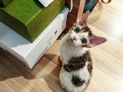 -momokira米努特·德文卷毛猫·棉花面纱犬