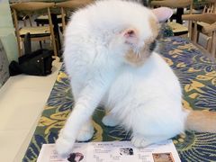 -平行世界·猫咖(首经贸店)