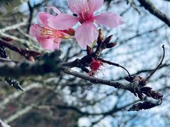 -深圳市中科院仙湖植物园