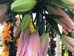 -上海鲜花港