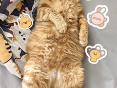 -哈尔滨道外花鸟鱼市场