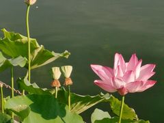 -莲花池公园