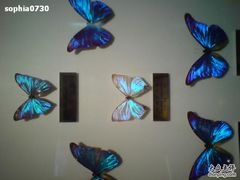 -上海昆虫博物馆