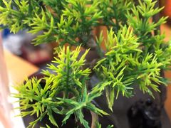 -花鸟鱼私家小厨(文殊院店)
