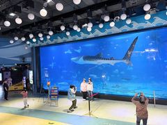 -烟台海昌鲸鲨海洋公园
