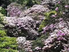 -梧桐山风景名胜区