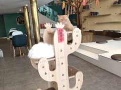 -飞行喵MR PILOT|猫舍·猫咖(静安大融城店)