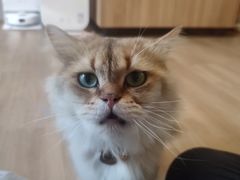 -唐小姐の私宠·宠物洗护美容·撸猫馆·购宠(周浦万达旗舰店)