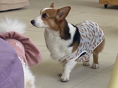 -怪兽屋·羊驼·猫咖·狗咖(俊华广场店)