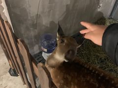 -浣熊柯尔鸭土拨鼠·电玩咖