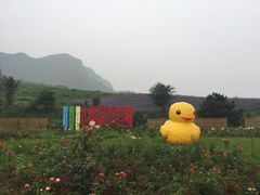 iphone_upload_pic-密云玫瑰情园