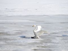 -烟墩角天鹅湖