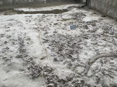 -金沙遗址博物馆