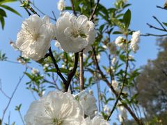 -南国桃园旅游度假区