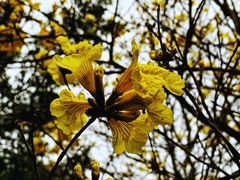 -天适樱花悠乐园