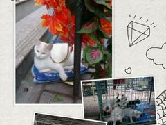 -本溪路花鸟市场(江浦路1709弄小区店)