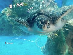 -广东惠东海龟国家级自然保护区