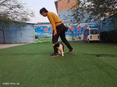 -宠物寄养训练学校